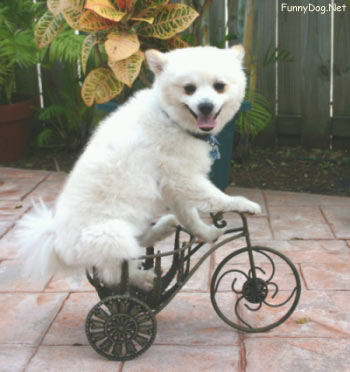 bicycle-dog.jpg